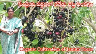 సేంద్రీయ పద్ధతిలో నేరేడు చెట్ల పెంపకం | Organic Cultivation of Jamun Trees 🌱 | Agriculture | India