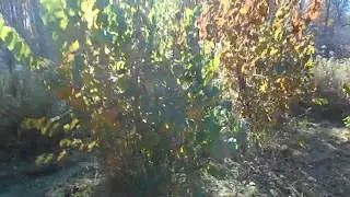 Hazelnut bushes 6 years later
