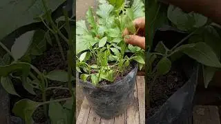 Tanam kemangi dari stek batang #gardening #garden  #kemangi