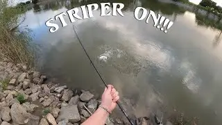 First 2025 Striper Fishing On The Sacramento River (Striper Limit)