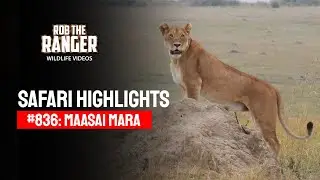 Safari Highlights #836: 03 & 04 Sept 2025 | Maasai Mara/Zebra Plains | Latest #Wildlife Sightings