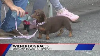 2023 Wiener Dog Races