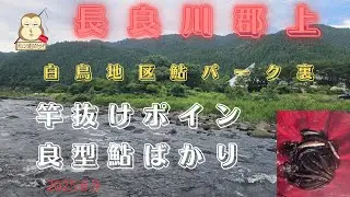 「長良川郡上・白鳥地区」鮎パーク裏　#良型鮎　#竿抜け　#鮎の友釣り