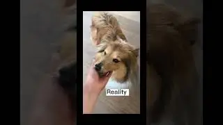 Reality 🥺 #dog #dogsrule #loveyou #cute