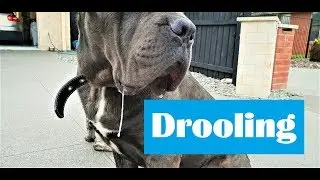 All About Cane Corso Mastiff Drooling