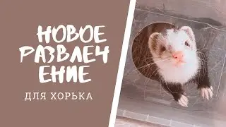 Купили сено, ЧТО БЫЛО ДАЛЬШЕ?