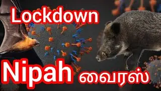 நிபா வைரஸ் | nipah virus | again lockdown❓❓kerala‼️