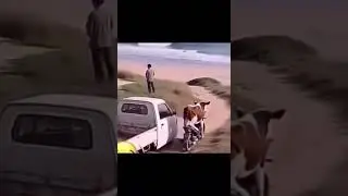 Cow jump on bike from car and start driving, #cow #bike #trending #animals #shorts