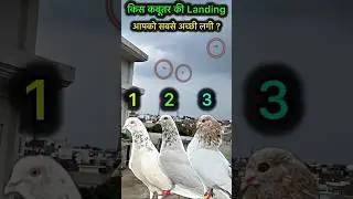 Which pigeons landing did you like the best 1,2,3 ? | #pigeon #kabootar #shortsfeed #shorts