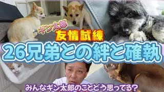 ギン太郎の友情試練！26兄弟との絆と確執【最後にパパからお知らせがあります！】