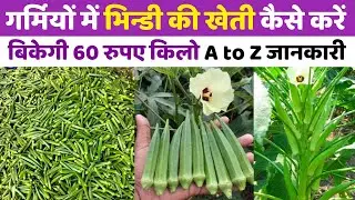 Garmiyon me bhindi ki kheti | अप्रैल मई में भिंडी की खेती | bhindi ki kheti kab aur kaise karen 2025