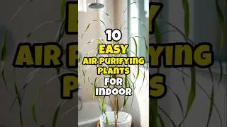 Best air purifying plants easy to grow indoors / Easy air purifying plants for home #short