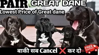 Great Dane Dog Price in India 2025 | For Sale & Complete Guide by Dogsbreedofficial