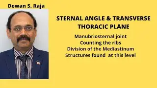 Sternal Angle & Transverse Thoracic Plane