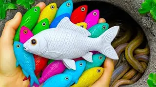 Catch Beautiful Ornamental Aquarium Fish in Small Pond, Frog, Baby Turtle, Goldfish, Guppy, Koi Fish