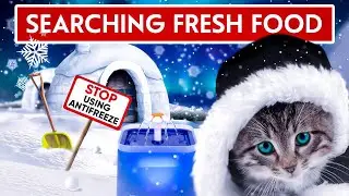 How to Take Care of Your Cat in Winter: 5 Easy Ways to Keep them Safe