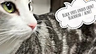 How to treat cat acne at home (Dirty cat chin)
