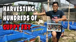Ornamental Fish Farming | Harvesting Hundreds of Guppy Fry (English Language)