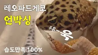 도마뱀 탈피? 혼자서도 잘해요(등만 빼고)