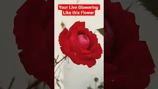 Your Love Grow Like This red Rose 🌹 #funny it Make for Google Studio Beta Version