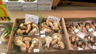 American Matsutake vs Japanese Matsutake