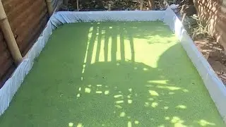 DIY AZOLLA Pond as for Poultry and Livestock Alternative Feeds