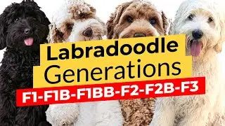Top Labradoodle Generations: F1 🐶 F1B 🐶 F2 🐶 F2B 🐶 F3