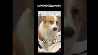 Dogesh भाई 😎Aura 999+ #shorts  #dogeshbhai #saiyaarasong#dogmeme #ytshortsdogesh