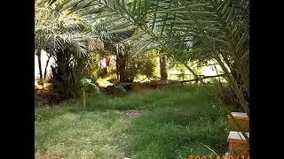 صباح الخياط 1985 سميره