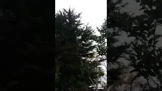 Overgrown garden clearance & ivy removal by Fischerco Gardening Company Liverpool