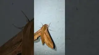 Fighter plane shaped wooden moth #moth#wild#nature