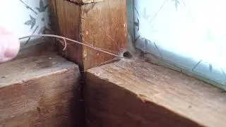 Tube web spider attacking, Gloucester, UK