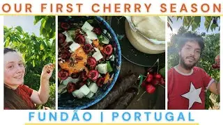 Cherry Season In Fund&atilde;o Portugal | Our First Harvest On Our Off Grid Property