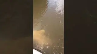 Piraiba catfish surfacing