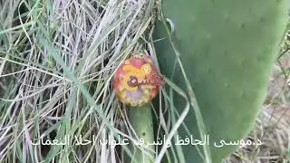 والفنان اشرف علوان و د موسى حافظ