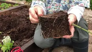 Planting Salvia miltiorrhiza, Red Sage, Danshen: A tutorial