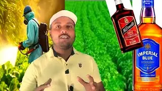 ভোট জলকীয়া খেতিত মদ spray কৰিলে কি কি উপকাৰ কৰে| Best Pesticide For King Chilli