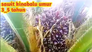 beginilah kondisi sawit kinabalu umur 3_5 tahun