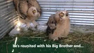 Owl Rescue