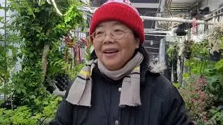今天神秘果大豐收可以吃一個禮拜了