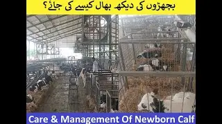 Care & Management of New Born Cow Calf at HRM - New born calf - Dr.Sajid