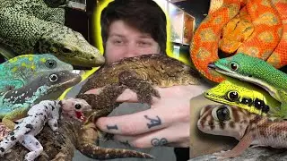 My $50,000 Reptile Room