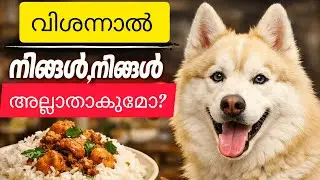 ഭക്ഷണം കാണിച്ചാൽ ഇതാണ് റിയാക്ഷൻ! 😍😂 | Food + Husky = Funny Reactions 😂#malayalam #huskydog #food 