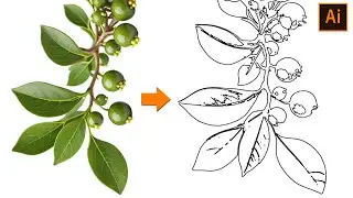 How to convert an image into outlines in Illustrator