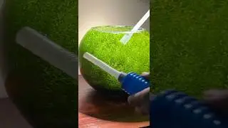 Salt bath for shrimp with vorticella #aquarium #aquascape #fishtank #plantedtank #plants #shrimp