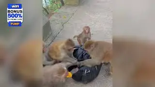 Monkeys in Captivity  A Day in the Life