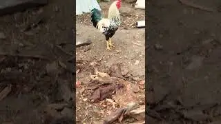 rooster beauty #hen #viralshorts2023