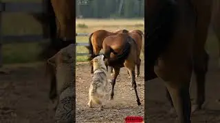 Fight Back Against Danger! Horse Defeats Wolf with One Kick 🐎🔥