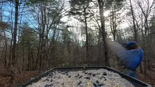 Chickadee, Bluebirds, Titmouse, Goldfinch