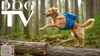 DOG TV: Peaceful Forest Walks with Music | Relax & Engage Your Dog with Soothing Sounds